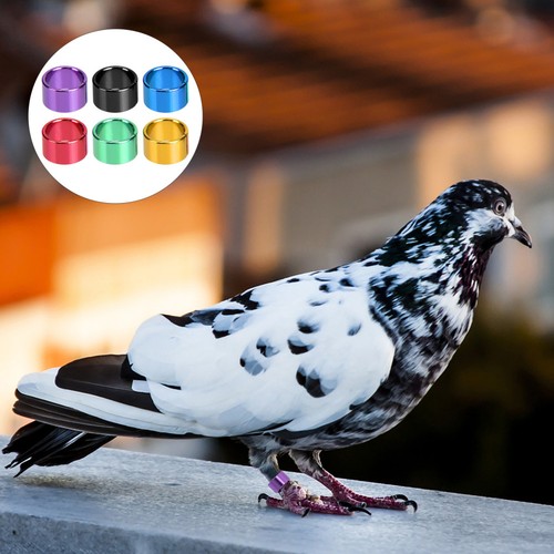 18pcs pigeons rings bird - 18pcs,