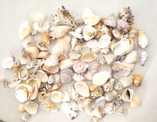 Bundle Tropical Asian Shells