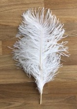 Feather Ostrich or Fowl Retro
