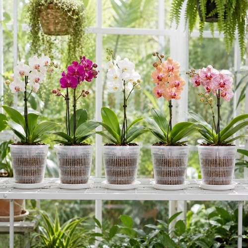 Clear orchid pots with - orchid,