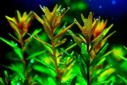 Floratica rotala - floratica, x