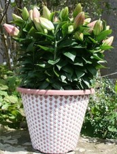 Large Round Plant Pots Home Garden Planter Flower Pot Pinecone Terracotta White