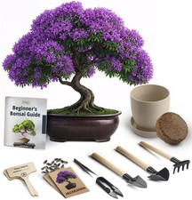 Bonsai Starter Kit – Growing