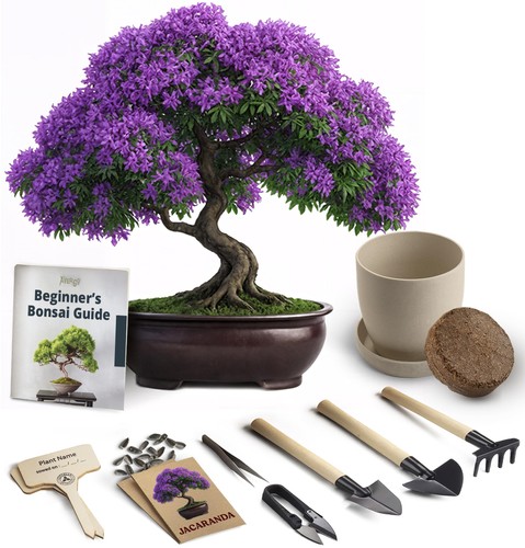 Bonsai starter kit growing - starter,