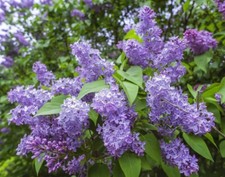 20 GRAINES DE LILAS VIOLET DE PROVENCE