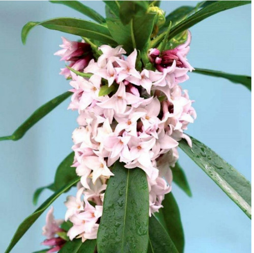 Daphne plant perfume - daphne, princess