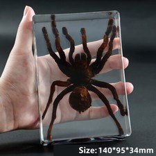 Real Insect Specimen Spider Beetles Paperweight Scorpion Mantis Tarantula DIY