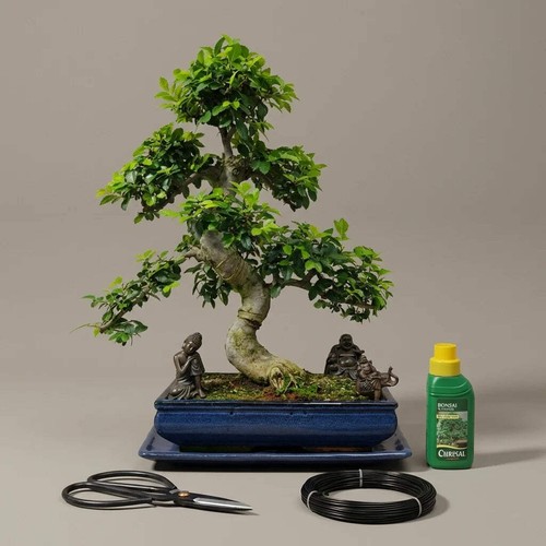 Chinese elm bonsai - elm,