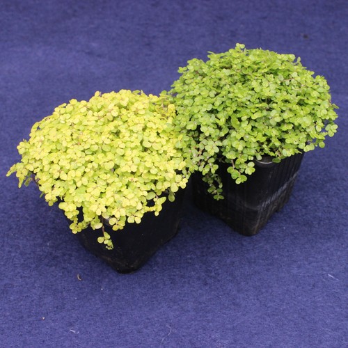 Baby tears plant - tears, 2