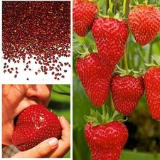 50 x Large Red Strawberry