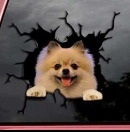 Pomeranian waterproof car - ,