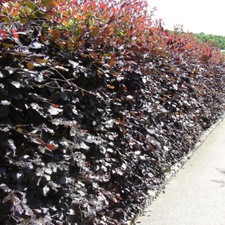 5 Copper Beech 2-3ft Purple Hedging Trees.Stunning all Year Colour 60-90cm