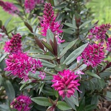 Hebe pink starburst plant