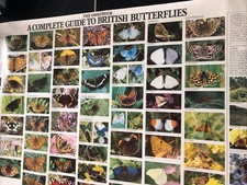 Observer Guide To British