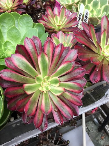 Aeonium madri grass cutting - madri,