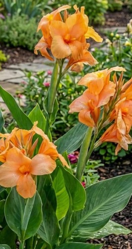 Canna orange shade plant - canna,