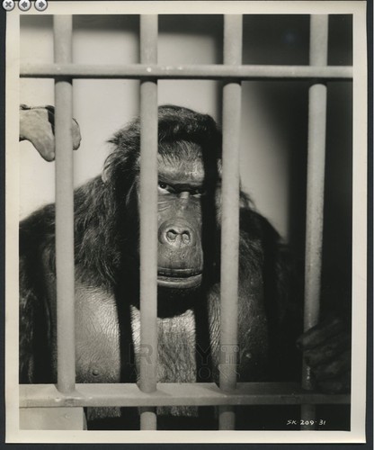 1943 the ape man - the,