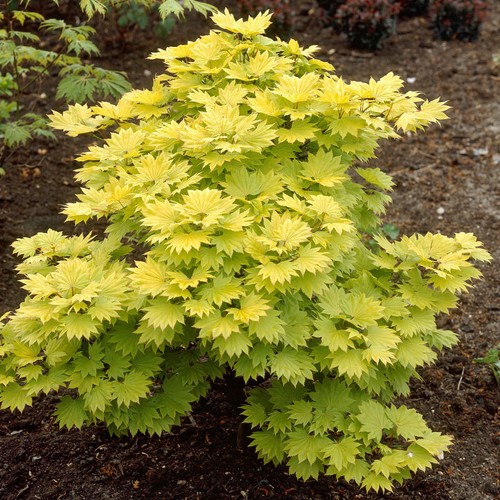 Japanese maple tree - maple, acer