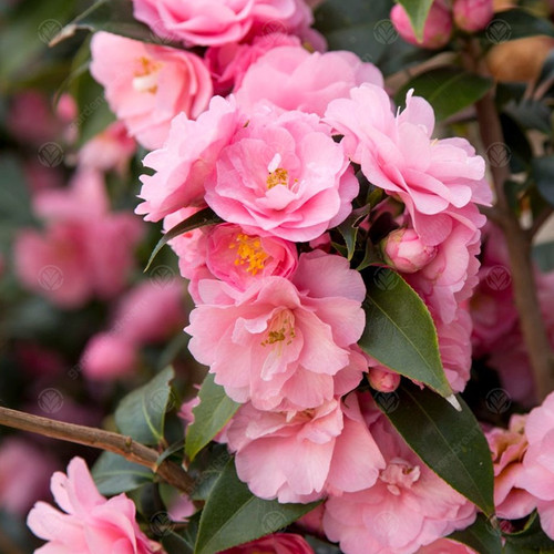 Camellia spring festival live - spring,