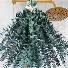 Dried Eucalyptus For Shower