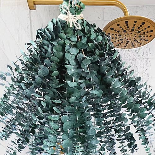 Dried eucalyptus for shower - for,