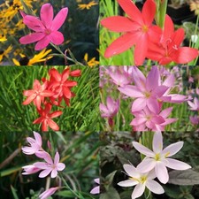 4 Random selection Kaffir Lily (Hesperantha coccinea) Hardy Perennial BARE ROOT