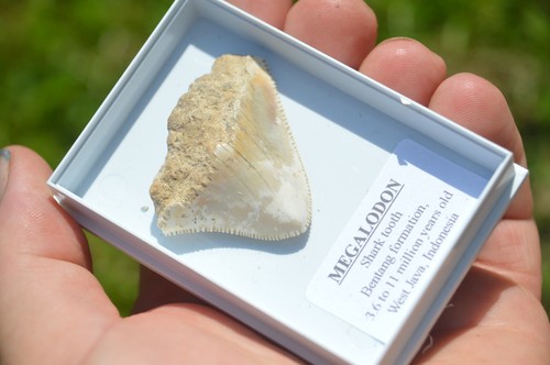 B60 wow genuine megalodon - wow,,