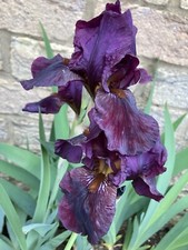 3 Bearded Iris (Black) Iris