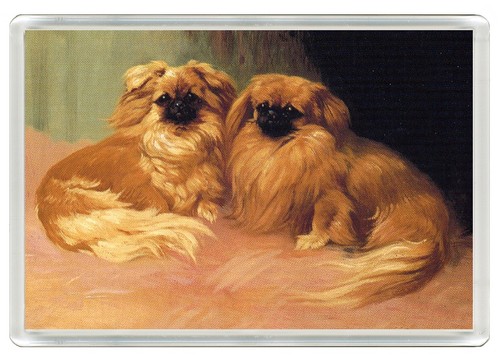 Pekingese dog fridge - dog,