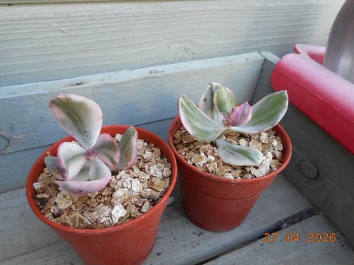 Crassula argentea variegata - argentea, f