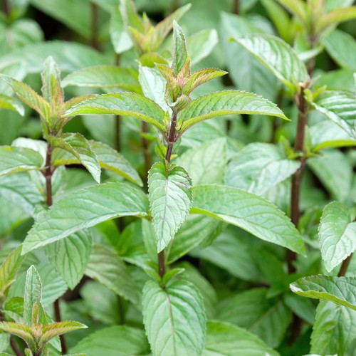 Mint chocloate plant - , 1