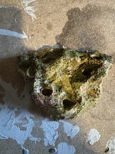 Tunze Small Magnetic Frag Rock