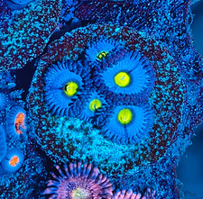 AOI Zoanthid frag 5+ polyps