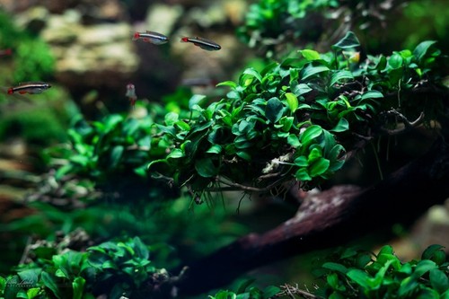 Anubias bonsai live - anubias,