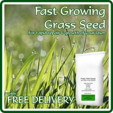 Fast Growing Lawn Grass Seed