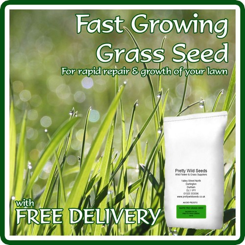 Fast growing lawn grass - lawn, seed