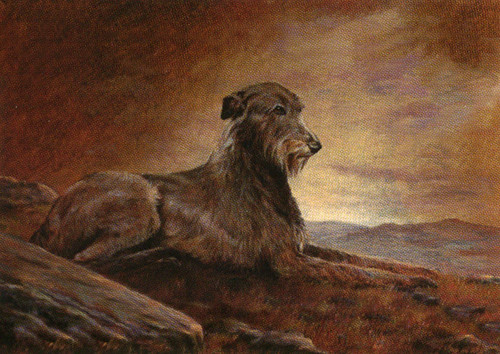 Irish wolfhound dog greeting - dog,