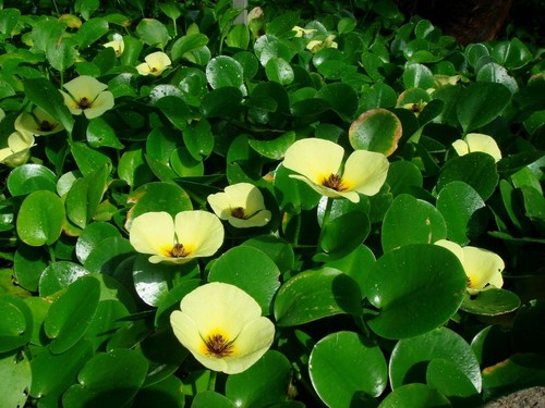 Hydrocleys nymphoides water - nymphoides,