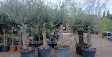 Extra Thick European Olive Trees 7ft Bushy Heads 110L Very Hardy  A* Quality 