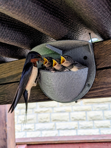 Swallow and house martin - and,