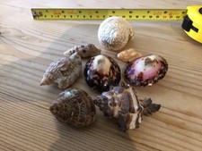 8x Exotic High Quality