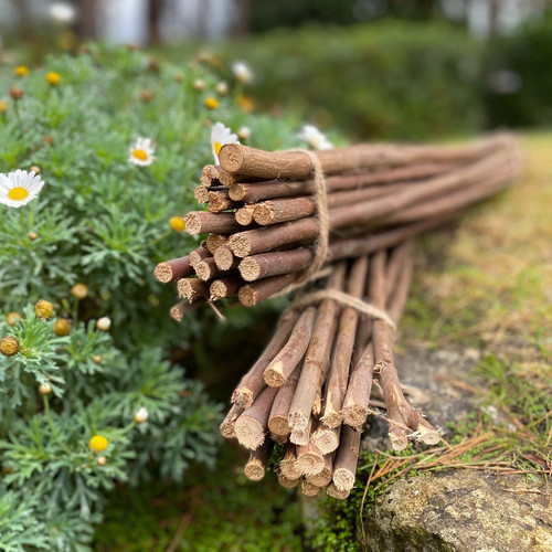 Plant support sticks willow - plant,