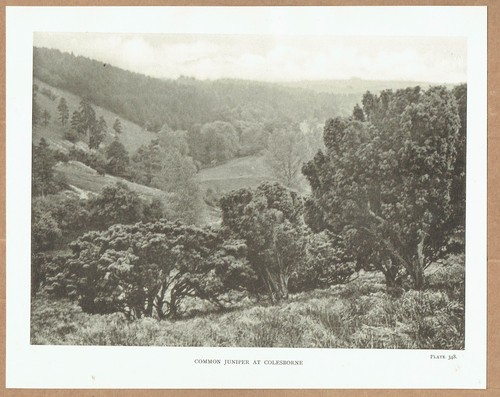 Juniper tree colesborne - juniper, tree,