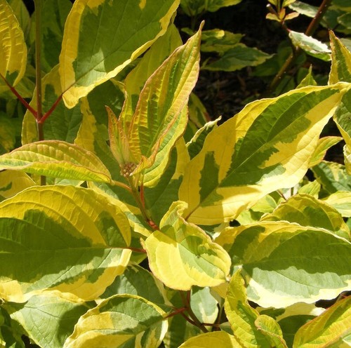 Cornus alba gouchaultii - cornus, |