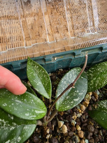 Hoya carnosa stardust - hoya,