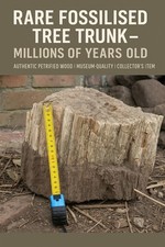 RARE Large Fossilised Tree