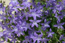 Campanula poscharskyana -