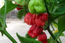 7 pot jonah hot pepper seeds