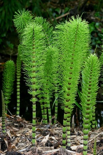 Horsetail plant cuttings - horsetail, to