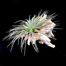 Large Murex white seashell with silver clump Tillandsia Airplant 15-17.5cm